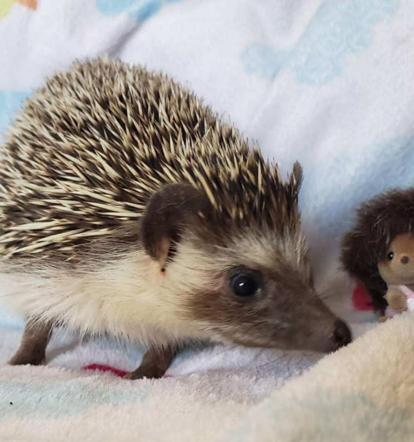 Igel Baby Deutschland Igel Baby Deutschland