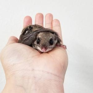 Gleithörnchen Deutschland – Miguel, 2 Monate männlich