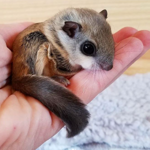 Gleithörnchen Deutschland – Anne, 2 Monate weiblich