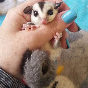 Sugar Glider Deutschland