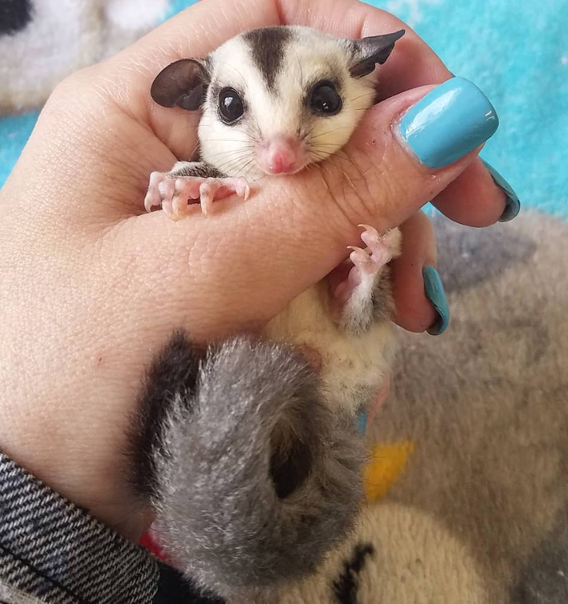 Sugar Glider Deutschland Sugar Glider Deutschland