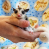 Sugar Glider Deutschland