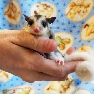 Sugar Glider Deutschland