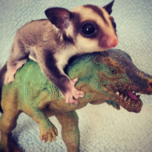 Sugar Glider Deutschland