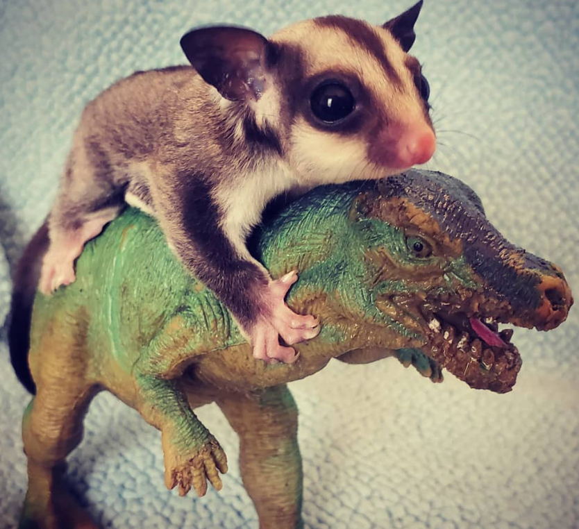 Sugar Glider Deutschland Sugar Glider Deutschland