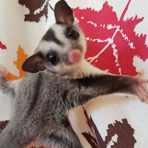 Sugar Glider Deutschland – Samuel, 2 Monate männlich